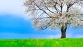 Spring cherry tree in blossom on green meadow under the blue sky Royalty Free Stock Photo