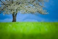 Spring cherry tree in blossom on green meadow under the blue sky Royalty Free Stock Photo