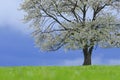 Spring cherry tree in blossom on green meadow under blue sky. Wallpaper in soft, neutral colors with space for your Royalty Free Stock Photo