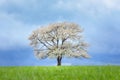 Spring cherry tree in blossom on green meadow under blue sky. Wallpaper in soft, neutral colors with space for your Royalty Free Stock Photo