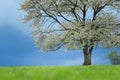 Spring cherry tree in blossom on green meadow under blue sky. Wallpaper in soft, neutral colors with space for your Royalty Free Stock Photo
