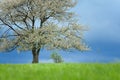 Spring cherry tree in blossom on green meadow under blue sky. Wallpaper in soft, neutral colors with space for your montage. Photo Royalty Free Stock Photo
