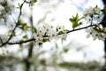 Spring cherry tree,branch blossoms Royalty Free Stock Photo
