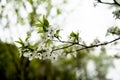 Spring cherry tree,branch blossoms Royalty Free Stock Photo