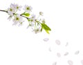 Spring cherry tree flowers and petals Royalty Free Stock Photo