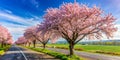 Spring Cherry Tree Roadside Trees Royalty Free Stock Photo
