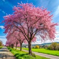Spring Cherry Tree Roadside Trees Royalty Free Stock Photo