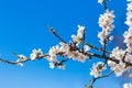 Spring cherry white blossoms. White flowers background