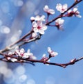 Spring cherry white flower on blue sky background. Royalty Free Stock Photo