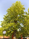 Spring chestnut. Blue sky. Lamp. Beergarten