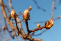 Spring chestnut branch with buds on blue sky background. Nature and flowering in spring Royalty Free Stock Photo