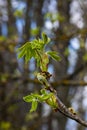 Spring chestnut branch with new leaves on blurred background close-up