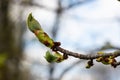 Spring chestnut branch with new leaves on blurred background close-up