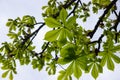 Spring chestnut branch with new leaves on blurred background close-up