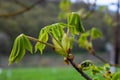 Spring chestnut branch with new leaves on blurred background close-up