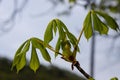 Spring chestnut branch with new leaves on blurred background close-up