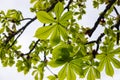 Spring chestnut branch with new leaves on blurred background close-up