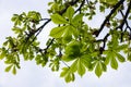 Spring chestnut branch with new leaves on blurred background close-up