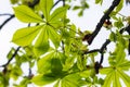 Spring chestnut branch with new leaves on blurred background close-up