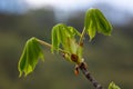 Spring chestnut branch with new leaves on blurred background close-up
