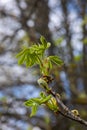 Spring chestnut branch with new leaves on blurred background close-up