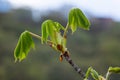 Spring chestnut branch with new leaves on blurred background close-up