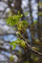 Spring chestnut branch with new leaves on blurred background close-up