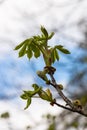 Spring chestnut branch with new leaves on blurred background close-up