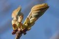 Spring chestnut bud against the sky