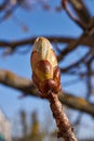 Spring. Chestnut buds are blooming in the town square