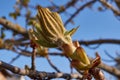 Spring. Chestnut buds are blooming in the town square