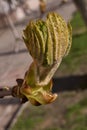 Spring. Chestnut buds are blooming in the town square