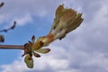 Spring. Chestnut buds are blooming in the town square