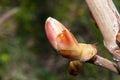 Spring chestnut buds