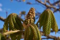 Spring. Chestnut inflorescences bloom in the city square