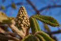 Spring. Chestnut inflorescences bloom in the city square