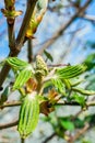 Spring  chestnut tree bud Royalty Free Stock Photo