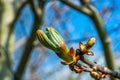 Spring chestnut tree bud