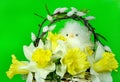 Spring chick in daffodil