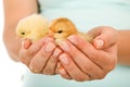 Spring chickens in woman hand Royalty Free Stock Photo