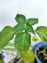 A spring of Chilli leaf shoots is scientifically named Capsium baccatum