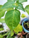 A spring of Chilli leaf shoots is scientifically named Capsium baccatum