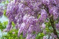 Spring Chinese wisteria flowers blooming. Blue rain Wisteria blossom Royalty Free Stock Photo