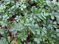 Spring cinquefoil