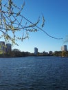 Spring in the city. Blossoming tree branches on the background of the lake and urban high-rise buildings, bedroom area. Harmony