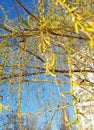 Spring in the city. Blossoming tree branches on the background of urban high-rise buildings, bedroom area. Harmony