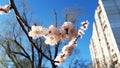 Spring in the city. Blossoming tree branches on the background of urban high-rise buildings, bedroom area. Harmony