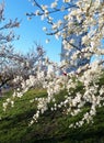 Spring in the city. Blossoming tree branches on the background of urban high-rise buildings, bedroom area. Harmony