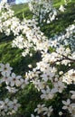 Spring in the city. Blossoming tree branches on the background of urban high-rise buildings, bedroom area. Harmony