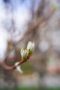 Spring in the city. Bud with green leaves on the tree branch Royalty Free Stock Photo